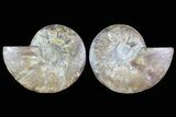 Cut & Polished Ammonite Fossil - Agatized #78586-1